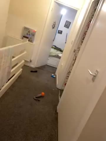 Belgian Shepherd Dog dogs for sale: Arabella - Video 3