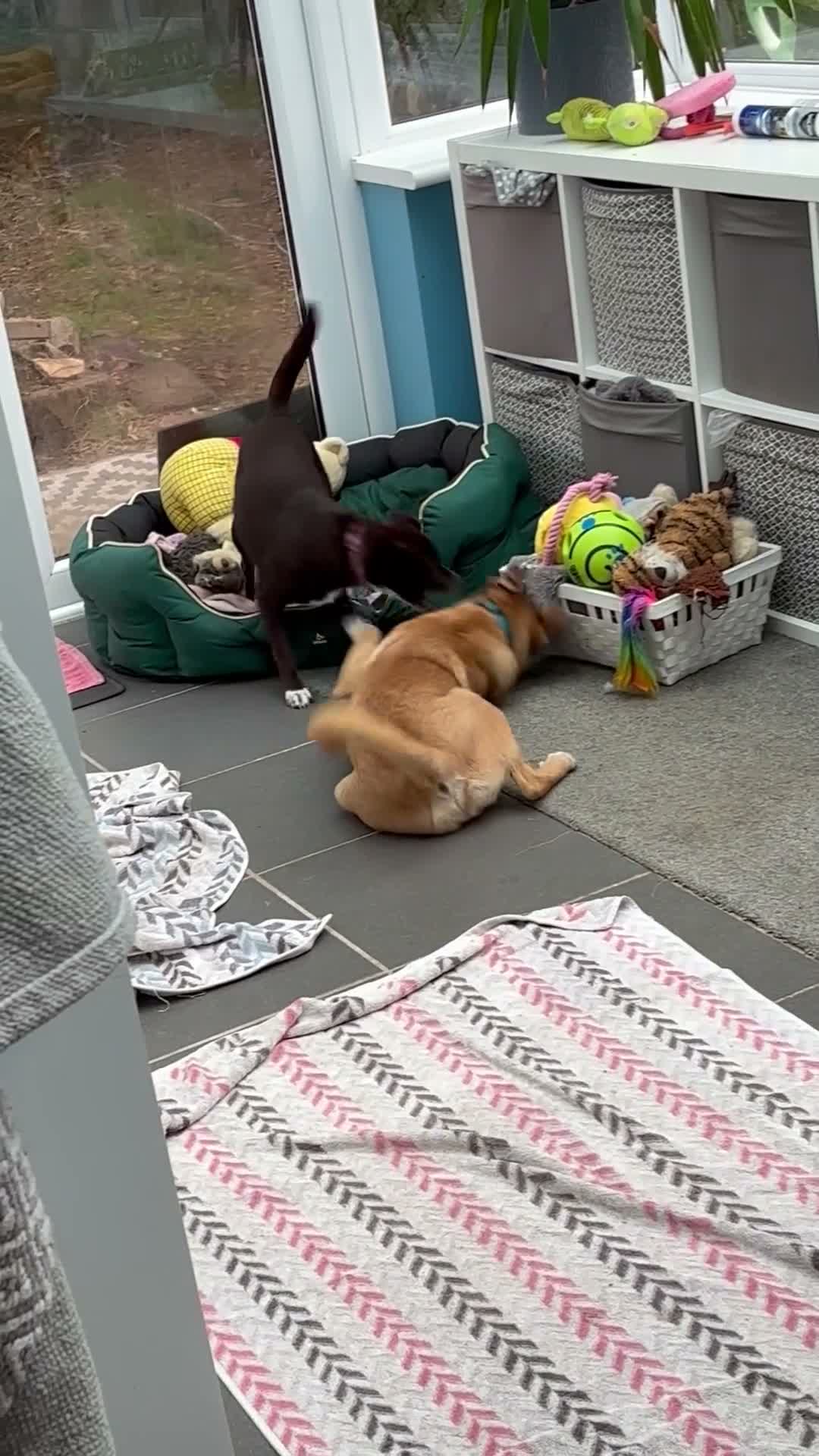 Mixed Breed dogs for adoption: Georgie needs a doggy sibling 💙 - Video 2