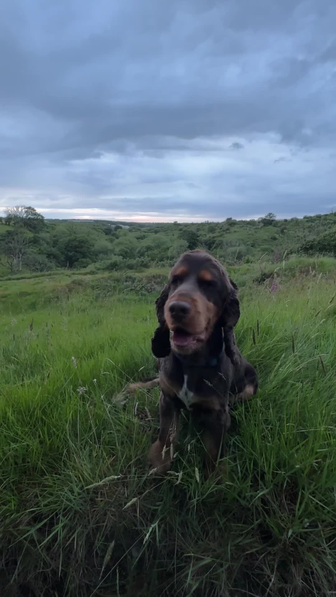 Cocker Spaniel dogs for stud: Cocker spaniel for stud in Llangefni - Video 1