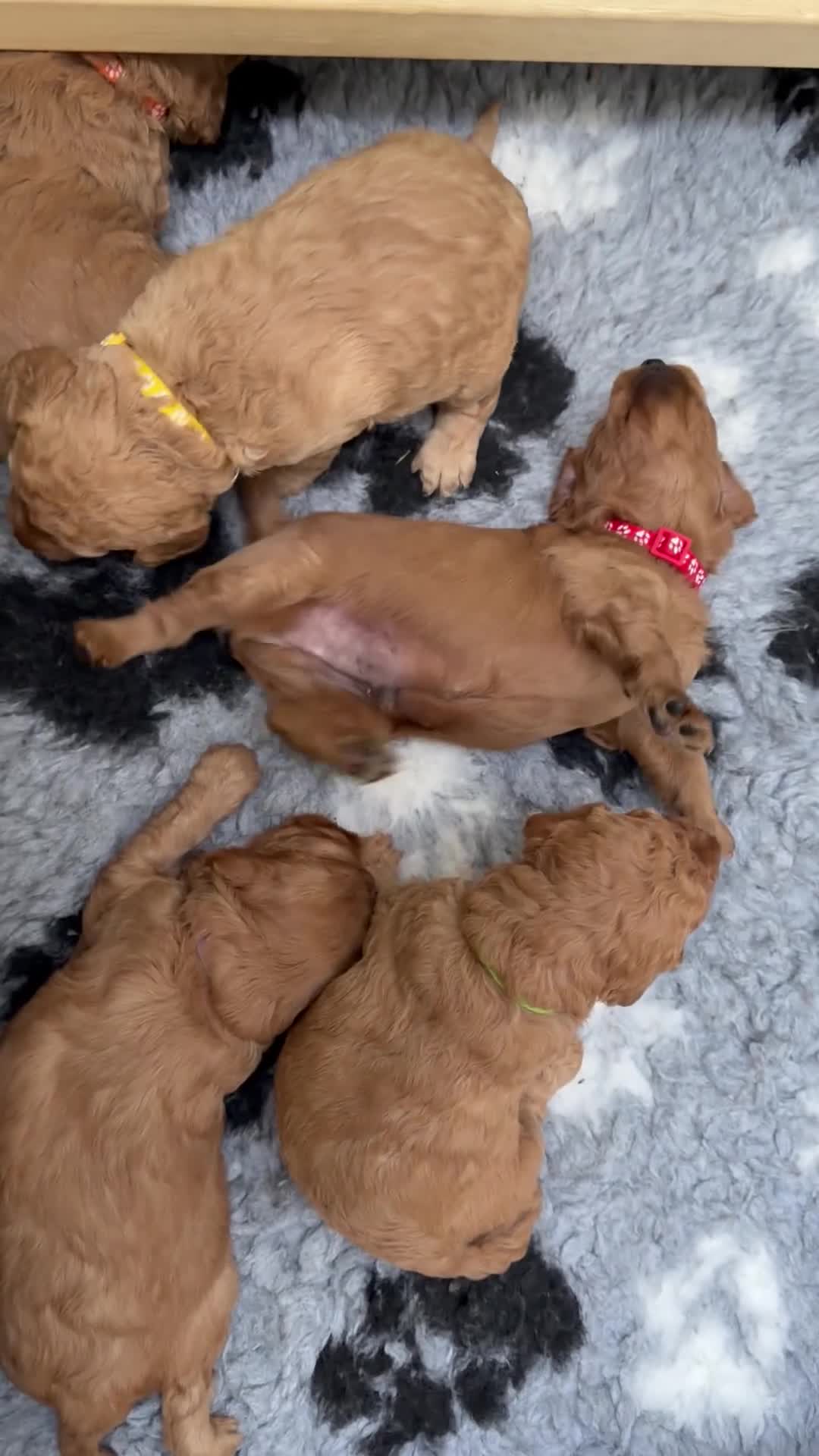 Cavapoo dogs for sale: Beautiful red cavapoo puppies  - Video 4