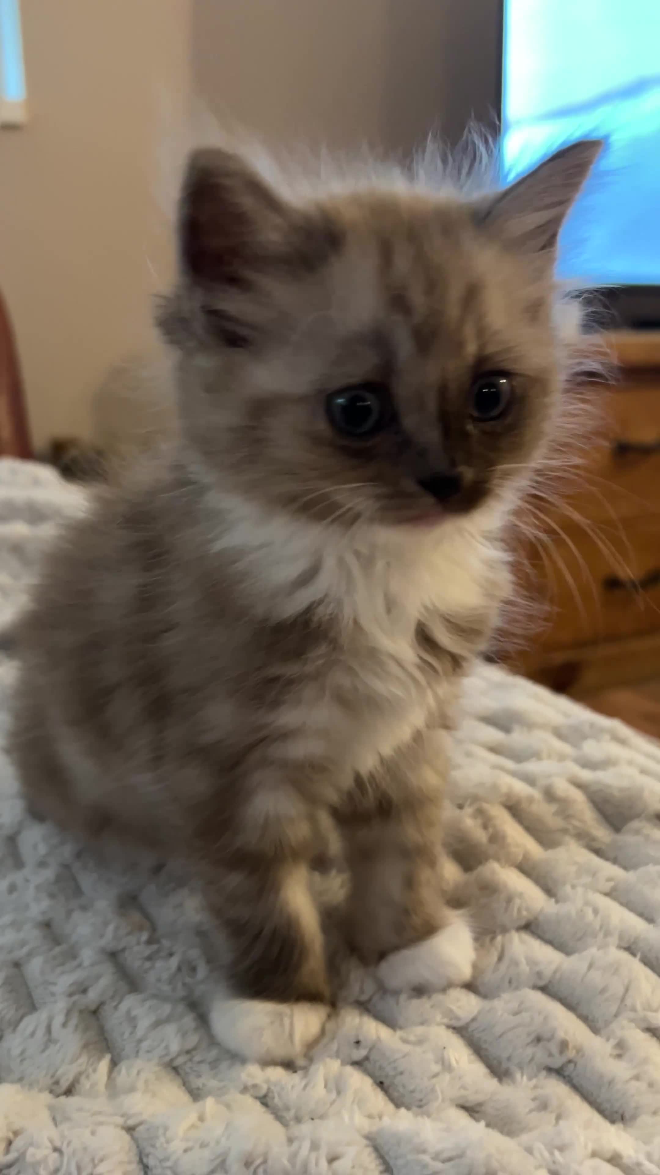 Ragdoll cats for sale: Mink & Sepia Cherubim Ragdolls TICA Pedigree  - Video 1