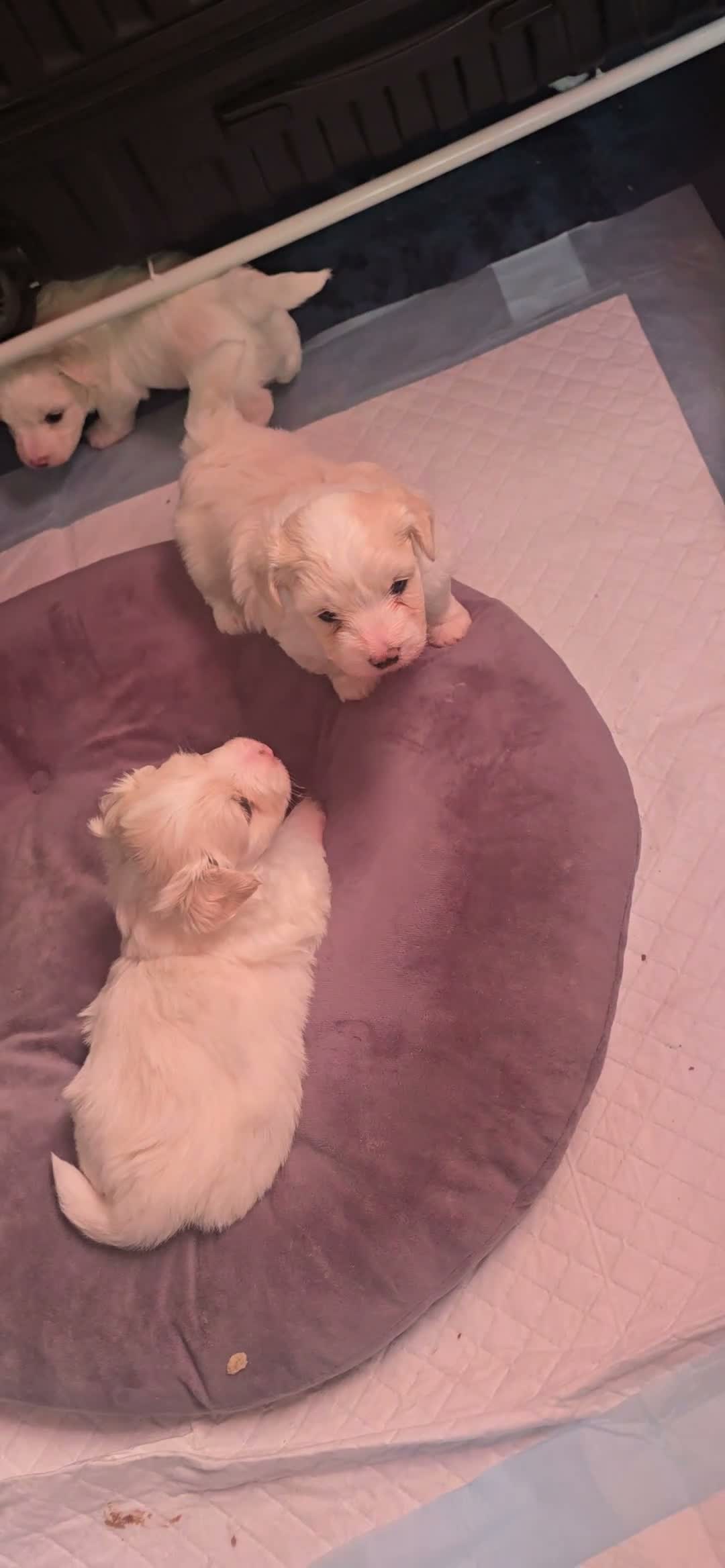 Bichon Frise dogs for sale: Bichon Maltese - Video 1
