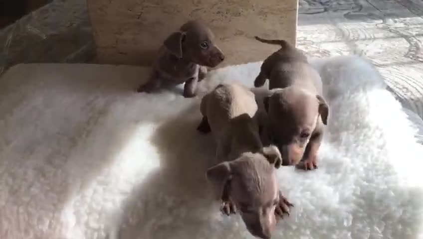 Miniature Dachshund dogs for sale: Isabella Tan Miniature Dachshund puppies in Rochester - Video 1