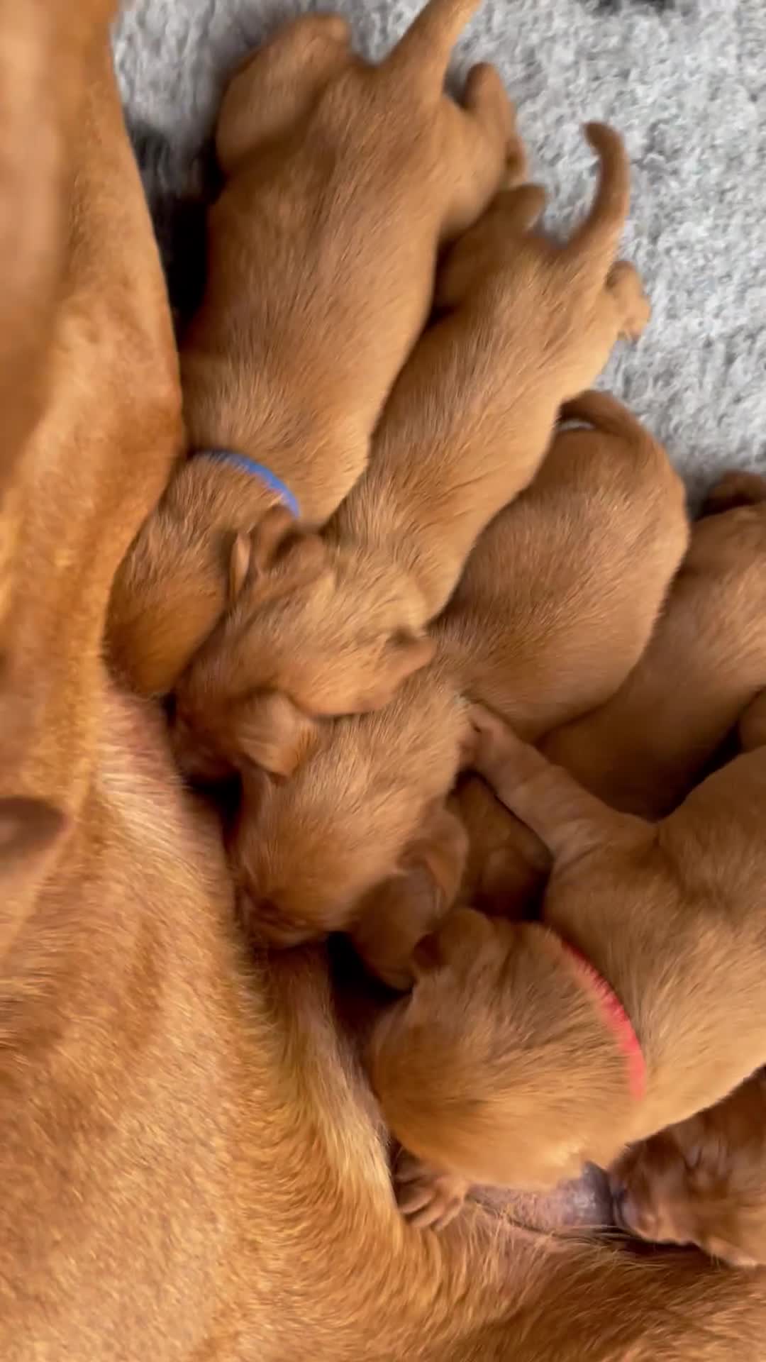 Labrador Retriever dogs for sale: Fox Red Labrador Pups For Sale - Video 1
