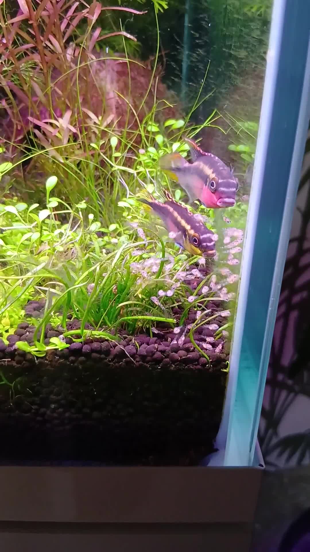 Cichlids fish for sale: Kribenis breeding pair - Video 1