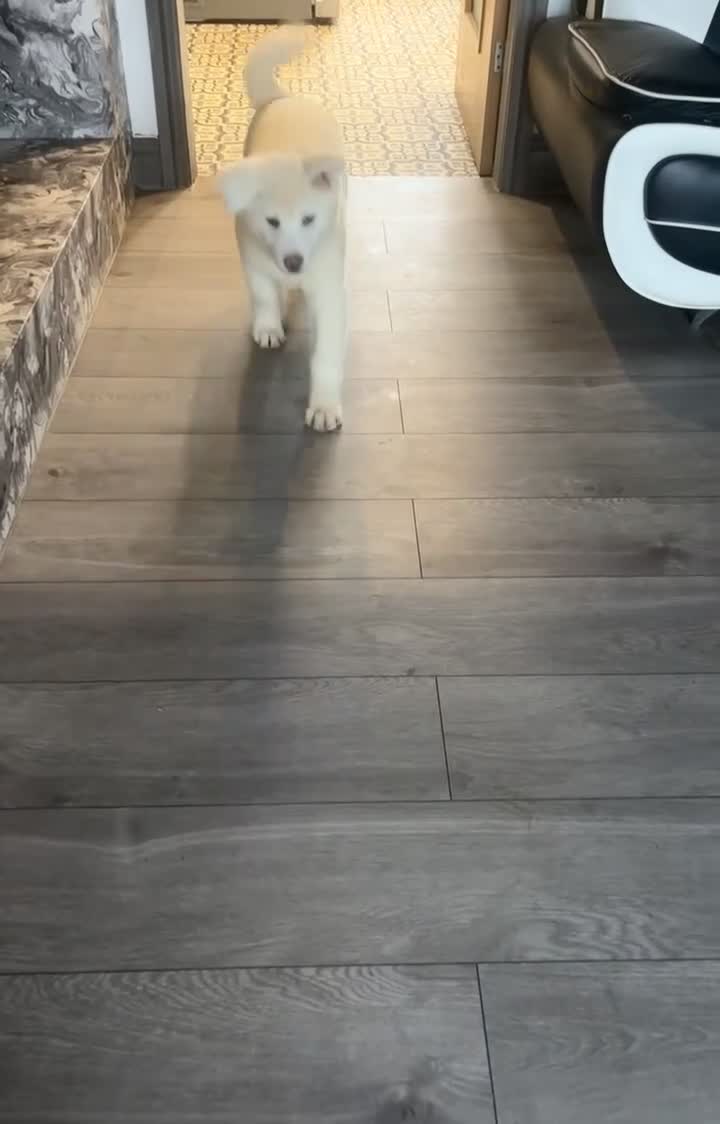 Japanese Akita Inu dogs for sale: Japanese Akita Inu - Video 2