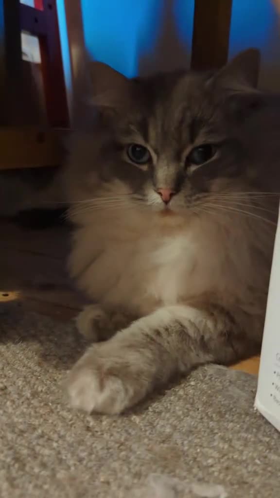 Ragdoll cats for stud: King Baloo 👑  - Video 3