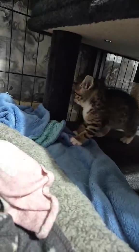 British Shorthair cats for sale: British short hair  - Video 2