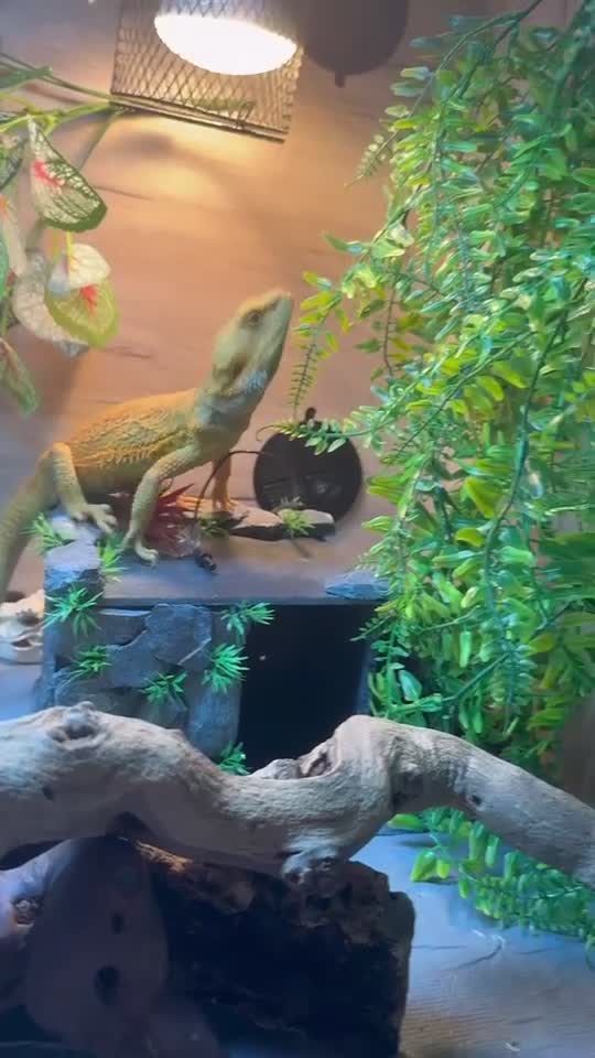 Bearded Dragon reptiles for sale: Draco the bearded dragon  - Video 1