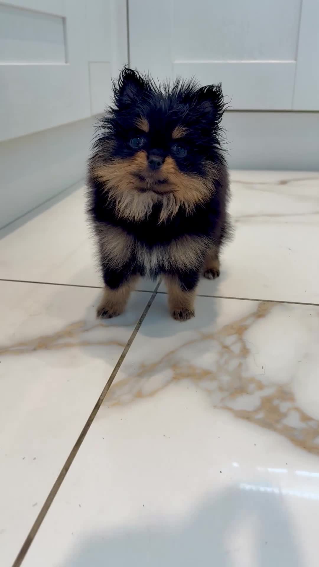Pomeranian dogs for sale: Tiny Russian Teddy Pomeranians  - Video 1