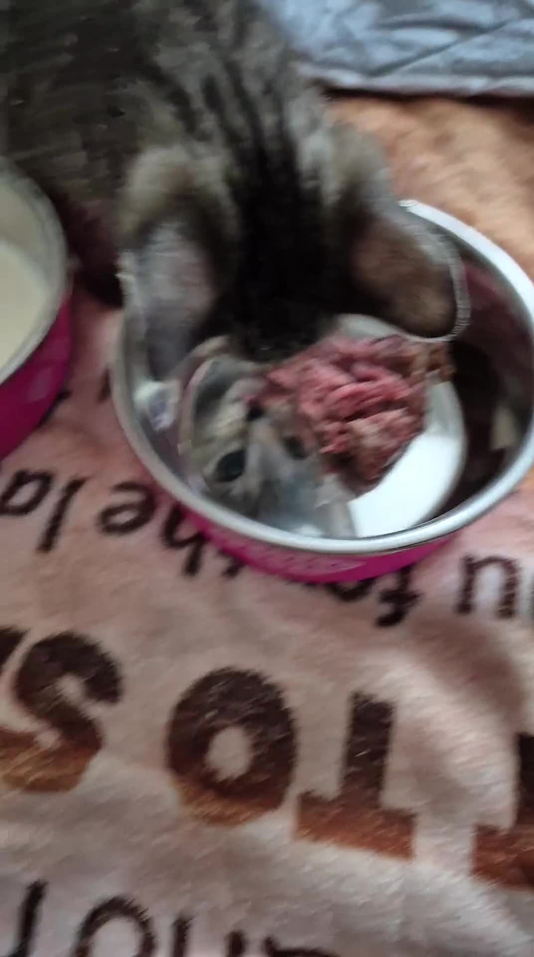 Bengal cats for sale: Begal kitten - Video 2