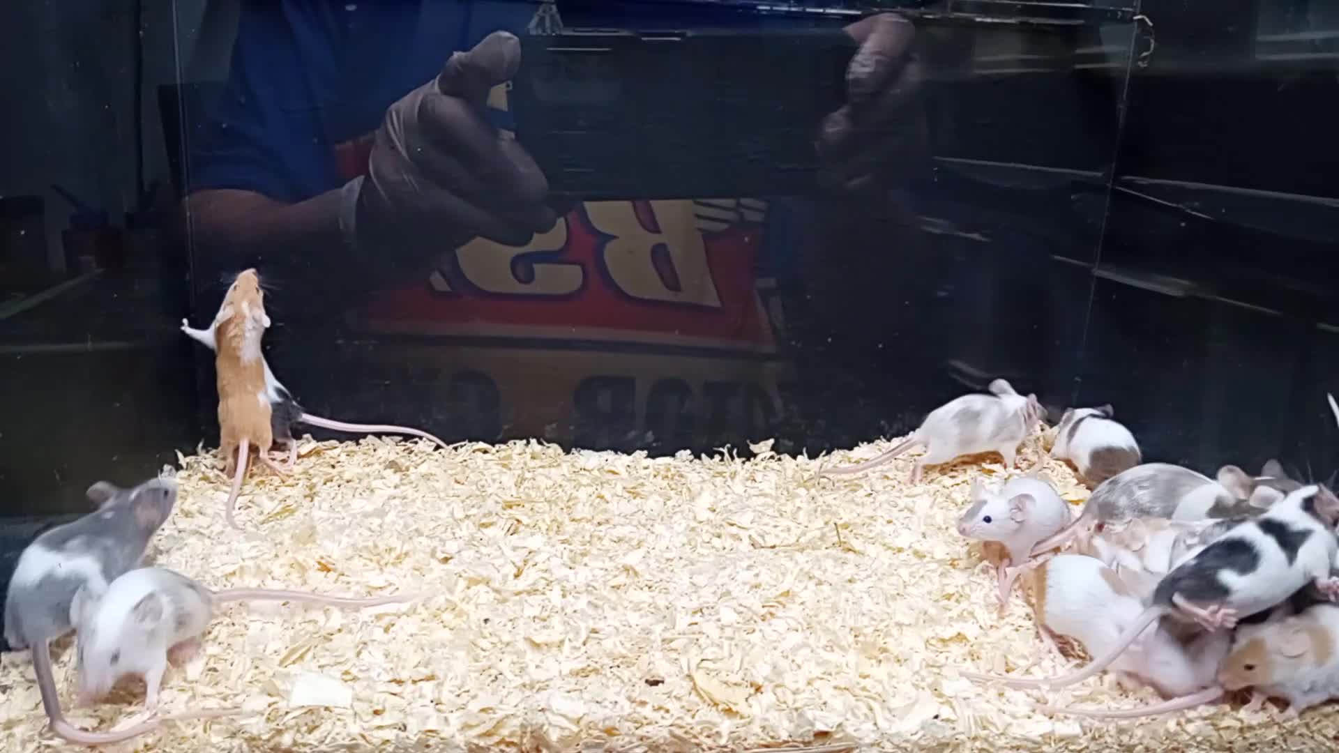 Mouse rodents for sale: Baby Fancy Mice Females  - Video 2