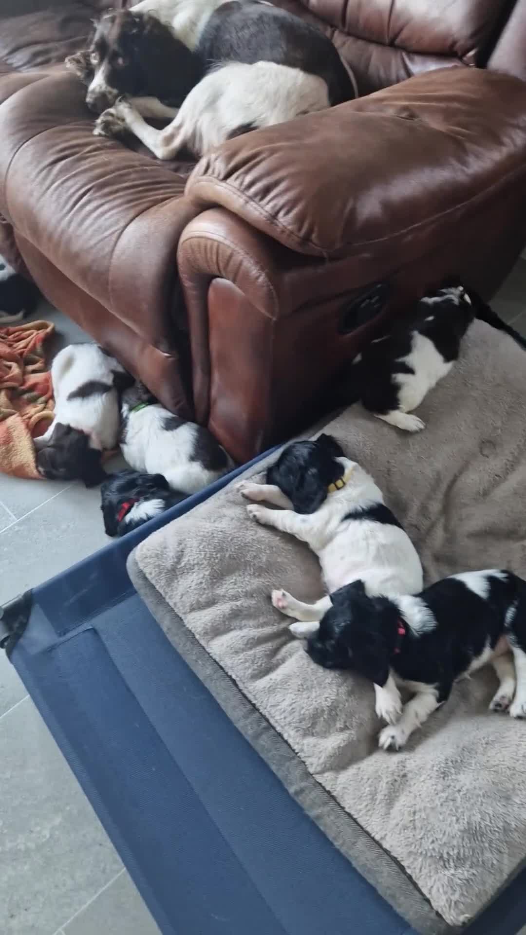 English Springer Spaniel dogs for sale: Stunning litter of English Springer Spaniels  - Video 1