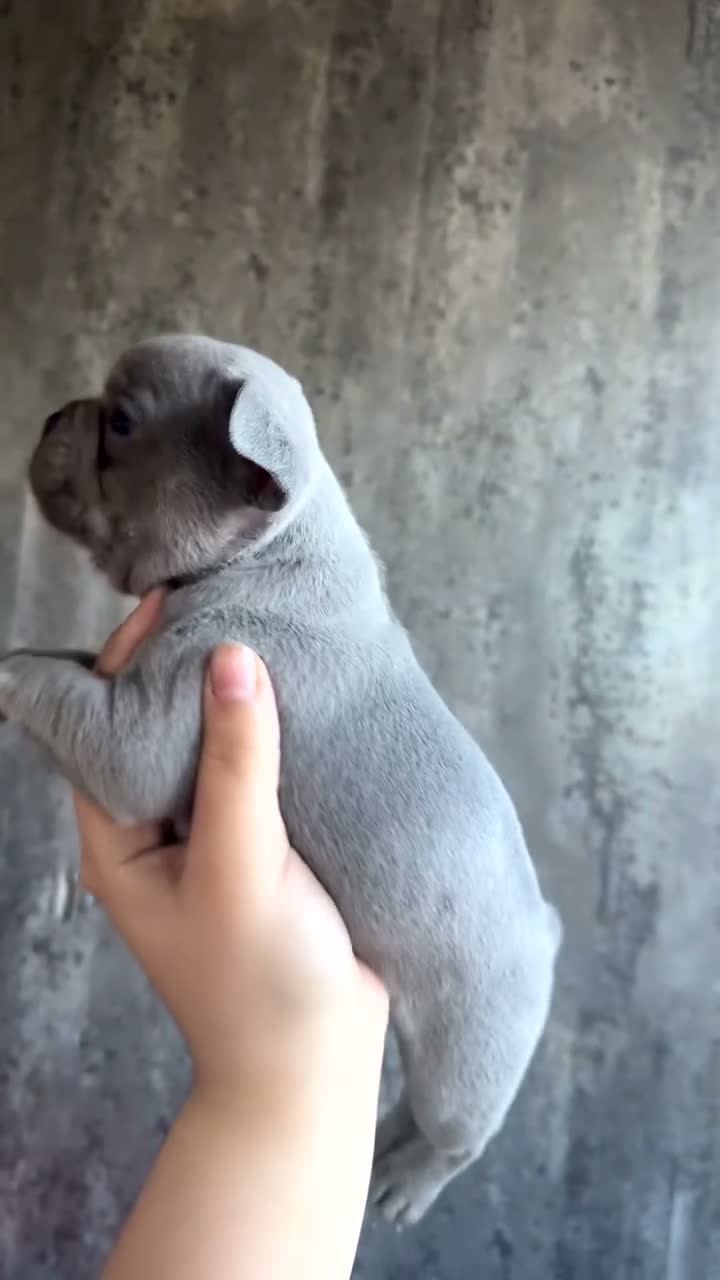 French Bulldog dogs for sale: French bulldog puppies  - Video 1