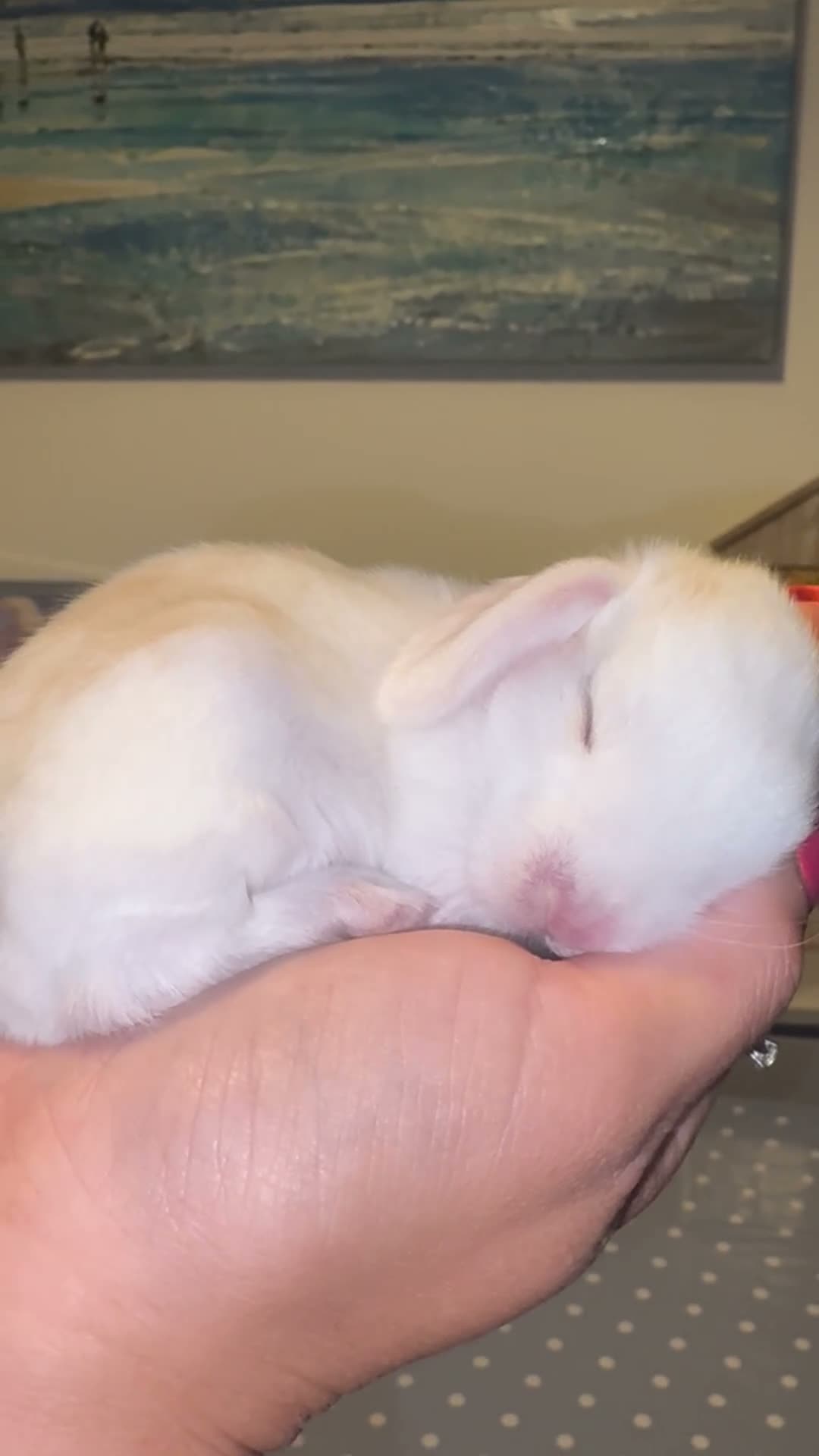 French Lop rabbits for sale: The happy hoppers French lop babies - Video 1