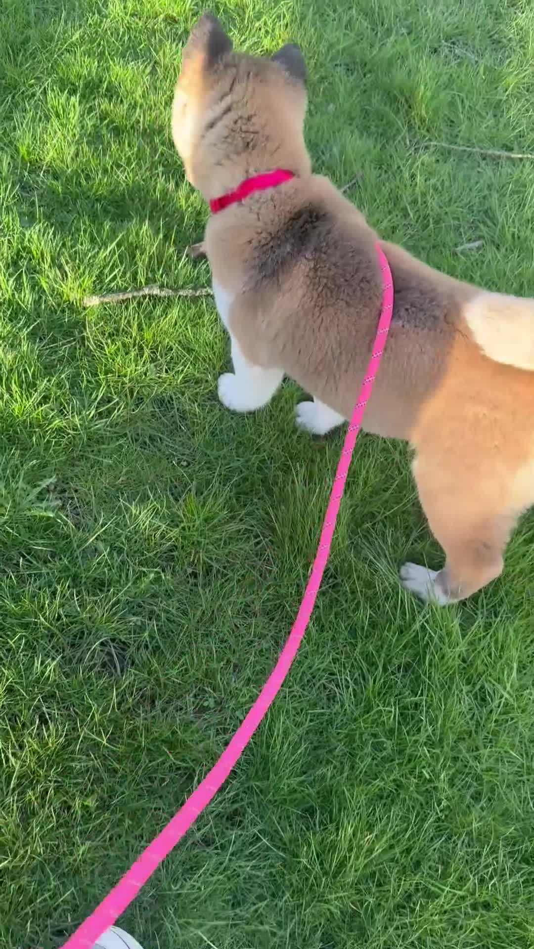 Akita dogs for sale: FEMALE AKITA PUPPY  - Video 1