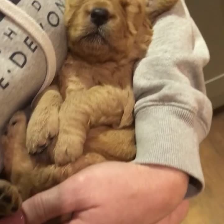Mini Goldendoodle dogs for sale: F1 Health Tested - POLICE Dog Trainer / 5* BREEDER - Video 1