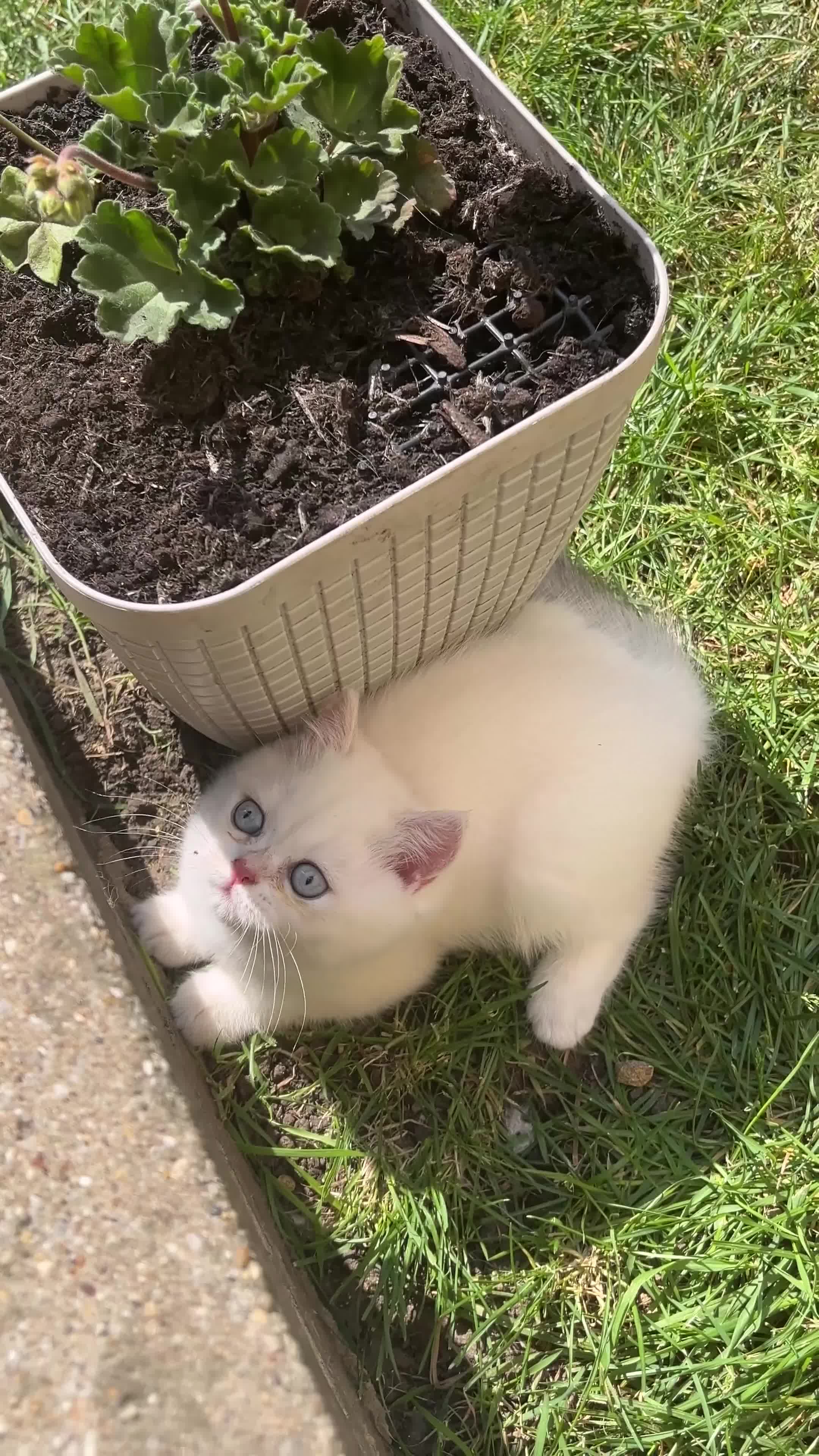 British Shorthair cats for sale: Purrista BSH kittens - Video 4