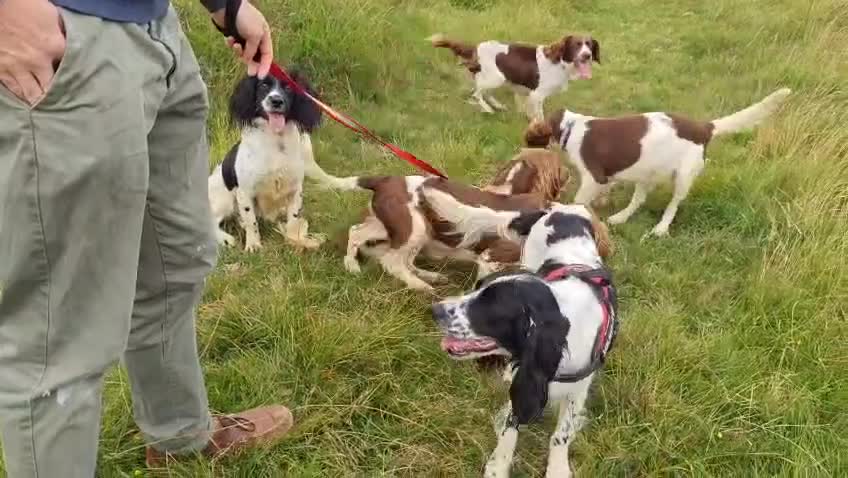 English Springer Spaniel dogs for sale: KC Health Tested Pups ready Nov 25 - Video 1