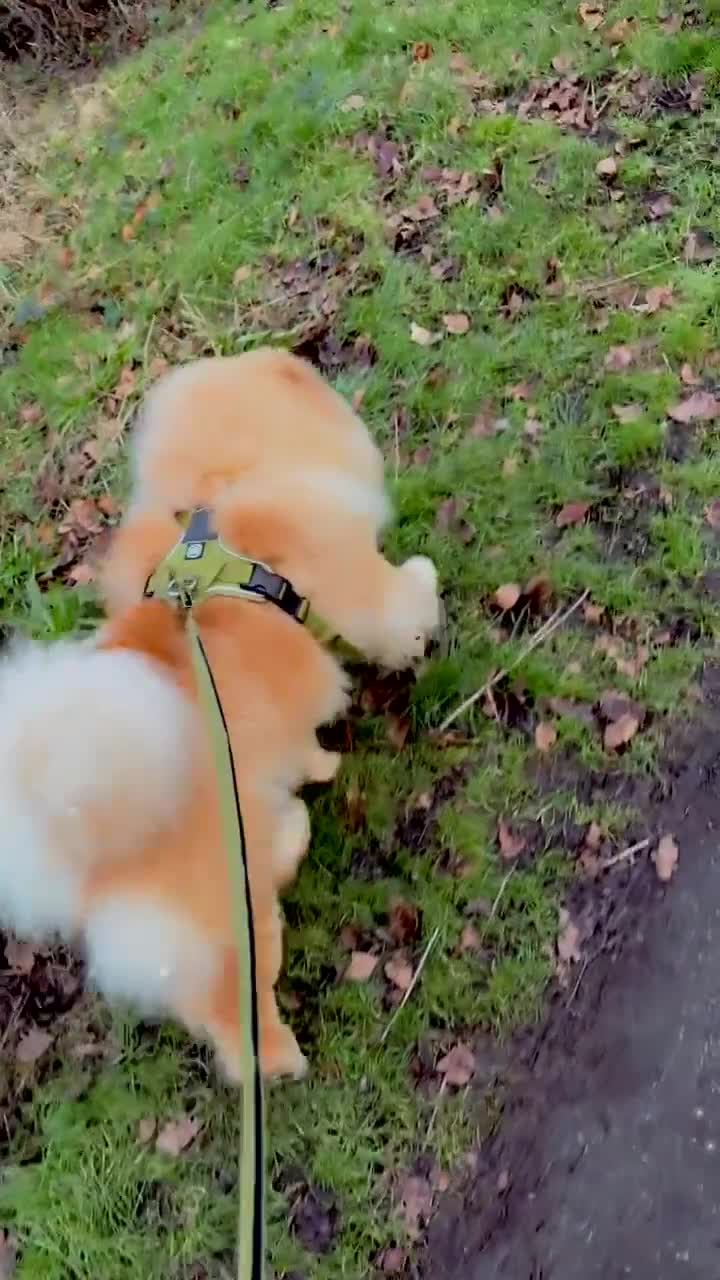 Chow Chow dogs for sale: KC registered chow chow male  - Video 2