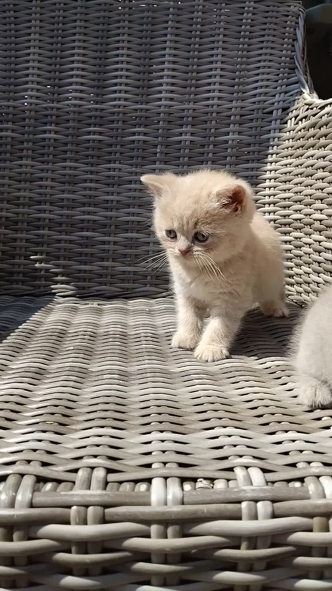 British Shorthair cats for sale: Stunning BSH/BLH Kittens for Sale  - Video 1