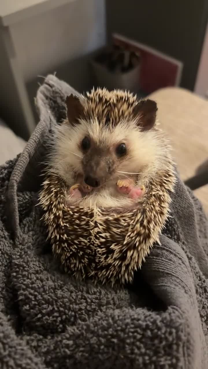Pygmy Hedgehog rodents for sale: Female Pygmy hedgehog  in Birmingham - Video 1