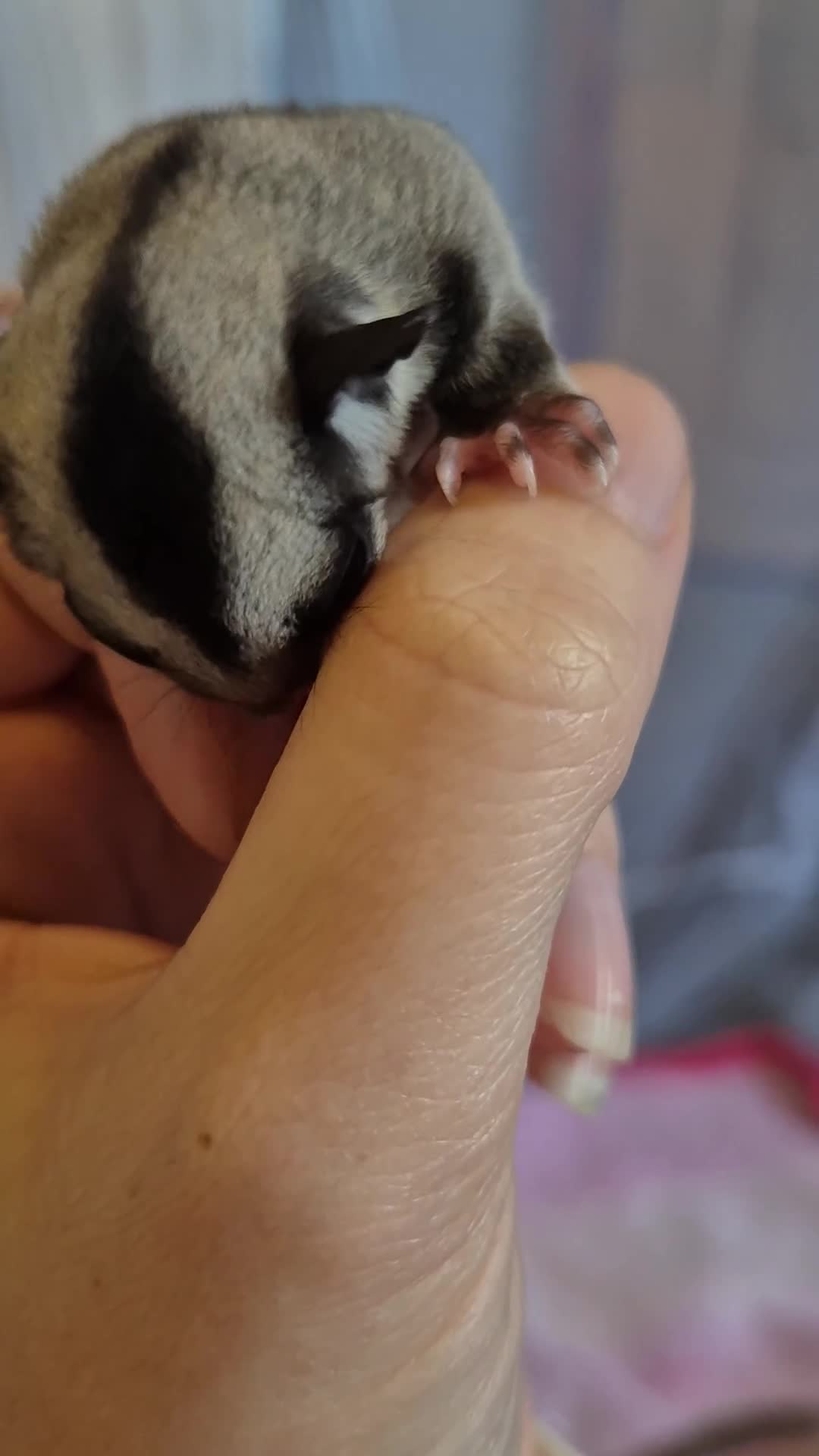 Sugar Glider rodents for sale: Sugar glider joeys ready to reserve  - Video 2