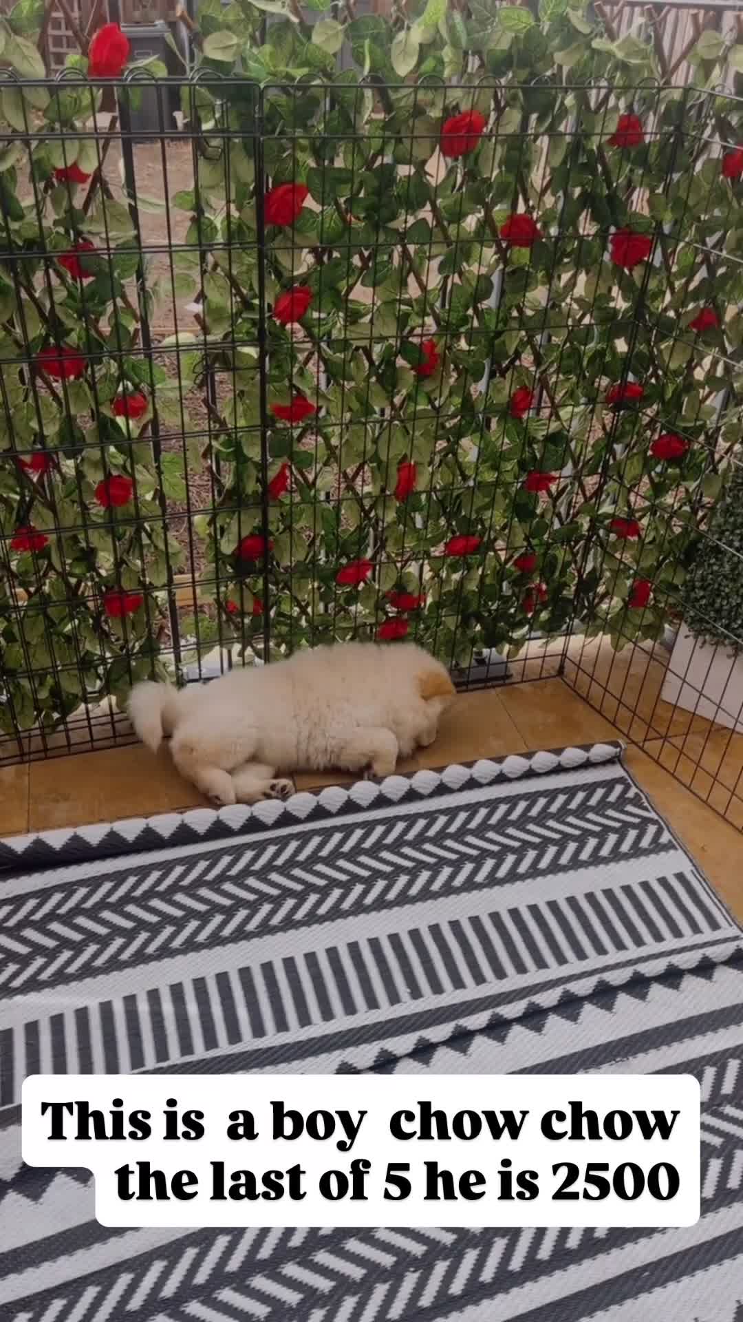 Chow Chow dogs for sale: Beautiful 11 Week Old Male Chow Chow KC Registered - Video 1