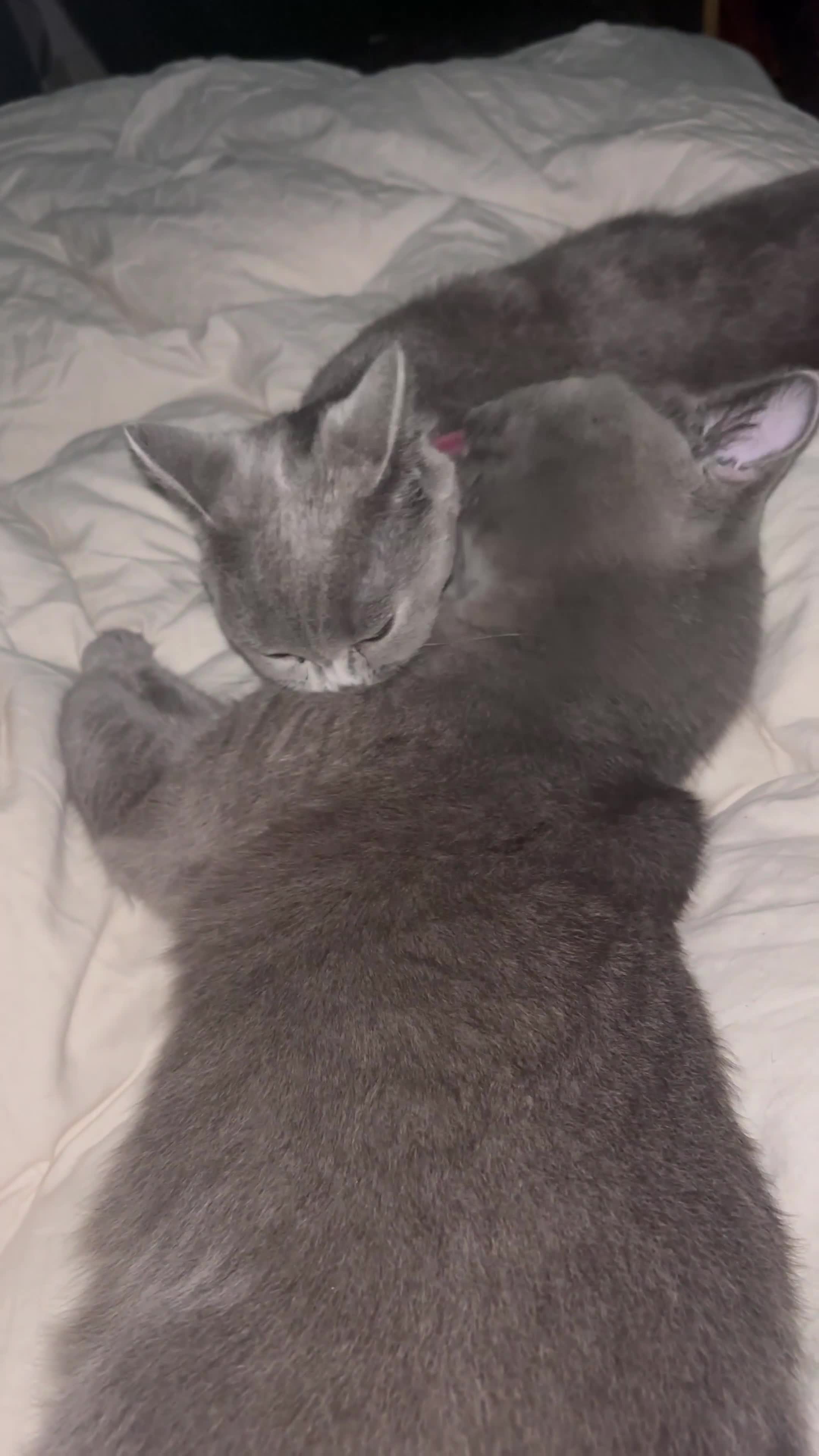 British Shorthair cats for sale: TICA registered purebreed BritishShorthair Kittens - Video 3