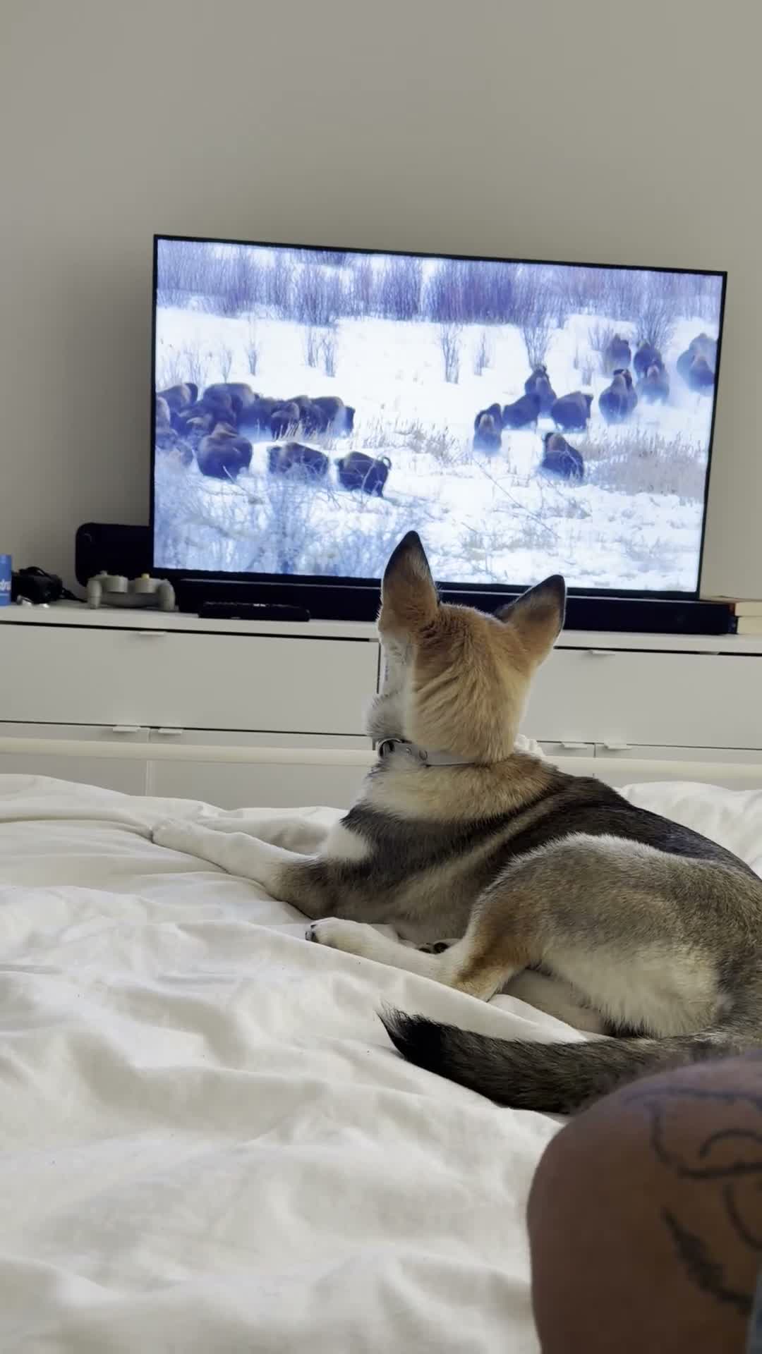 Shepsky dogs for sale: Rehoming a Little Lady - Video 2