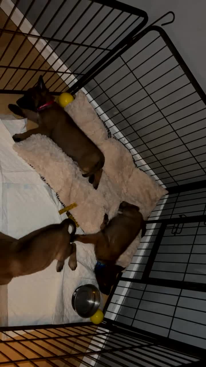 Belgian Shepherd Dog dogs for sale: Belgian Malinois puppies 🐕‍🦺  - Video 2