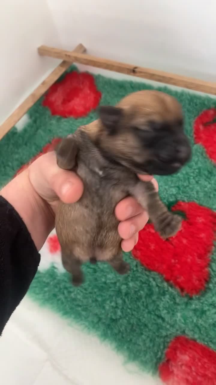 Mixed Breed dogs for sale: 4 male Border/Cairn Terriers - Video 2