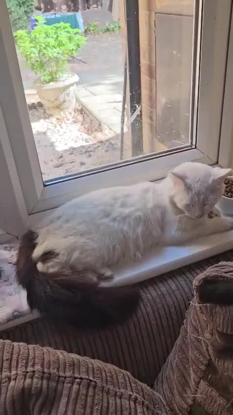 Domestic Shorthair cats for adoption: Adult Rescue Cat Looking for a Forever Home in Hook - Video 1
