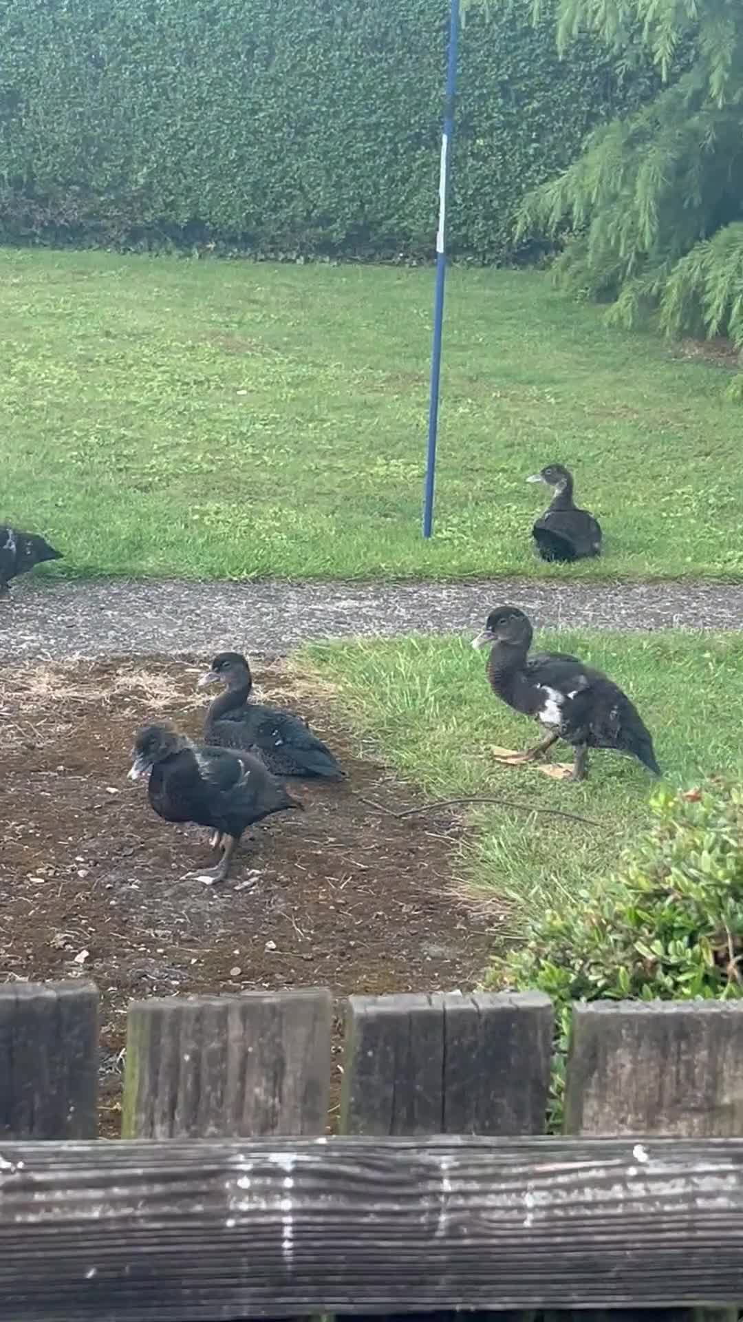 Ducks poultry for sale: Muscovy ducks  in Lincoln - Video 1