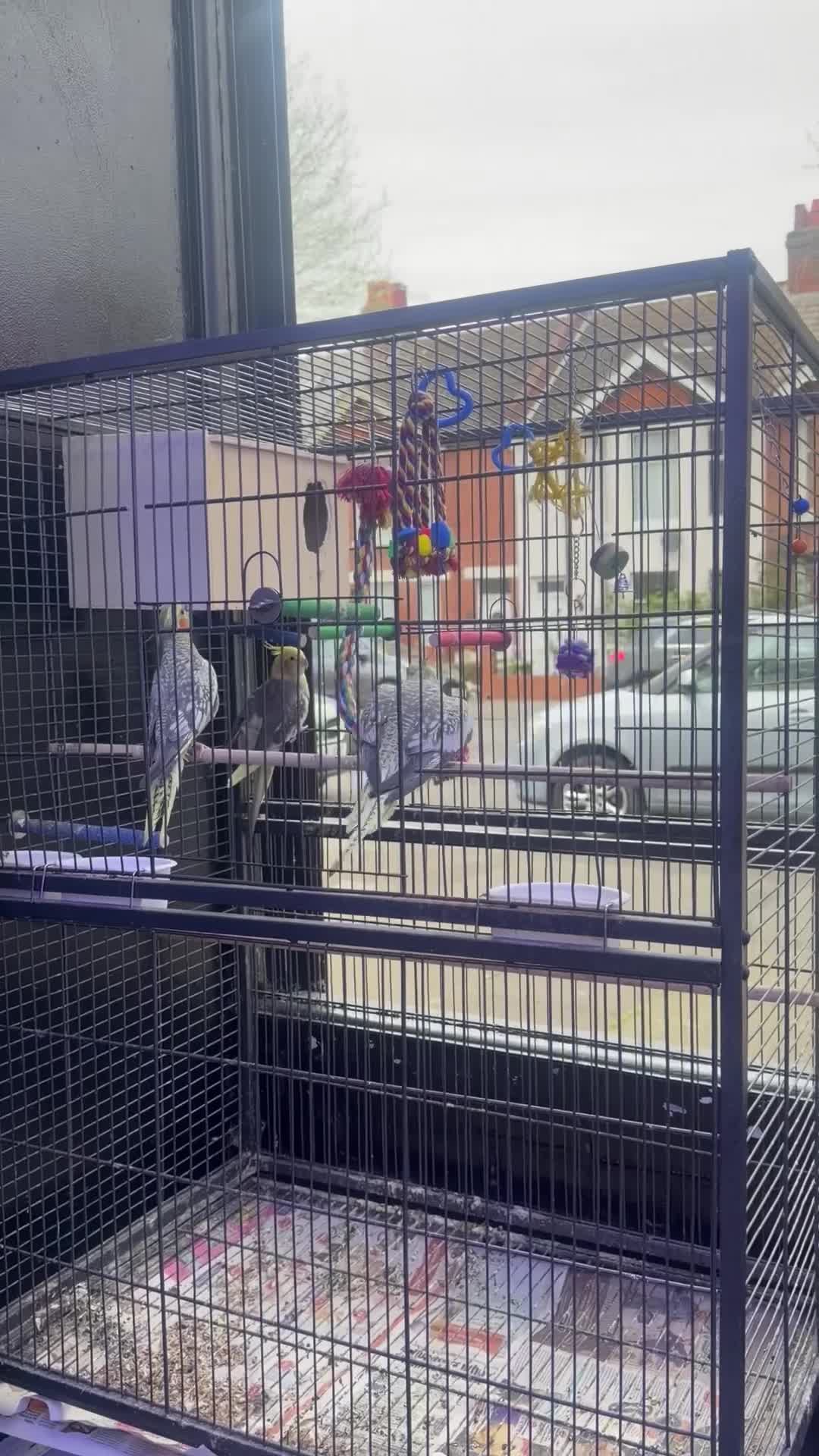 Cockatiels birds for sale: Two tamale one male  in Eastbourne - Video 1