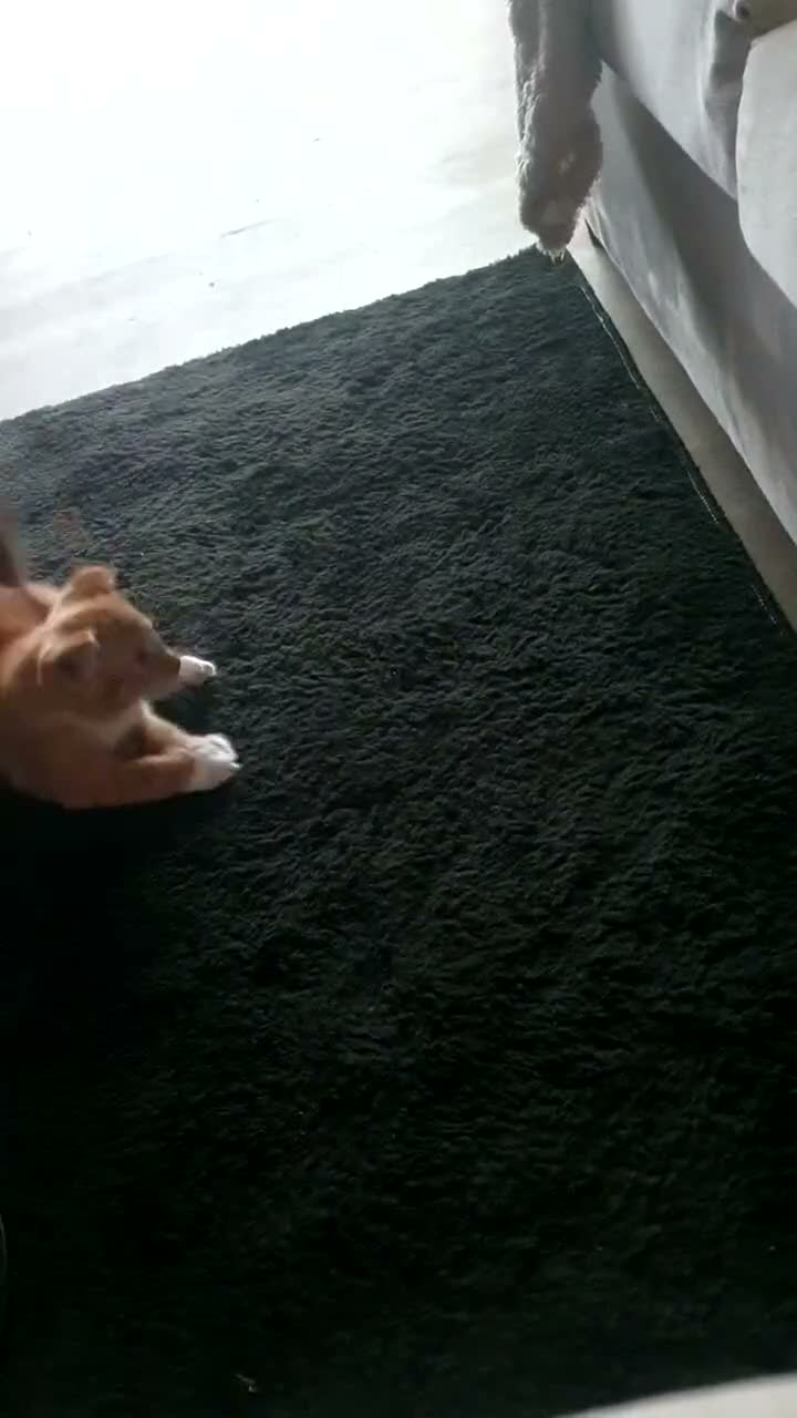 Mixed Breed cats for sale: 1 male kitten ! - Video 1