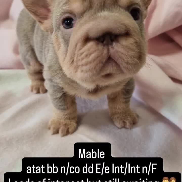 French Bulldog dogs for sale: FRENCH BULLDOGS  - Video 3