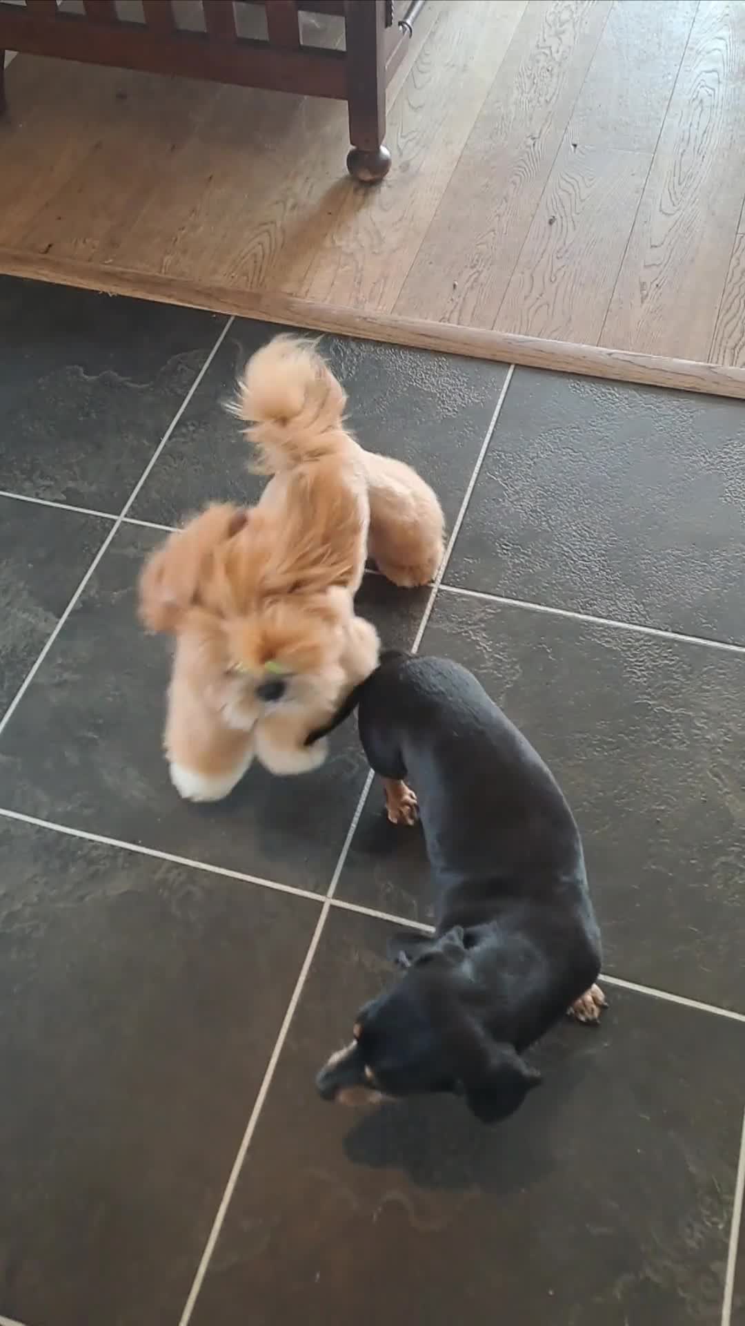 Shih Tzu dogs for stud: KC reg Shih Tzu stud - Video 1