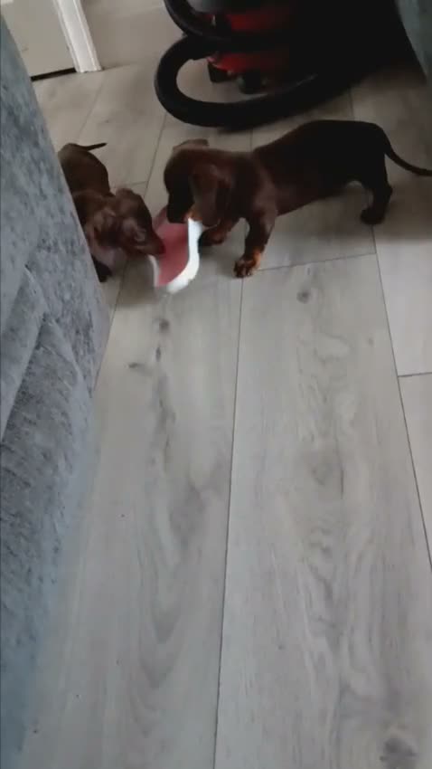 Miniature Dachshund dogs for sale: 🐾 Gorgeous Chocolate & Tan Dachshund Pups 🐾 in Knaresborough - Video 1