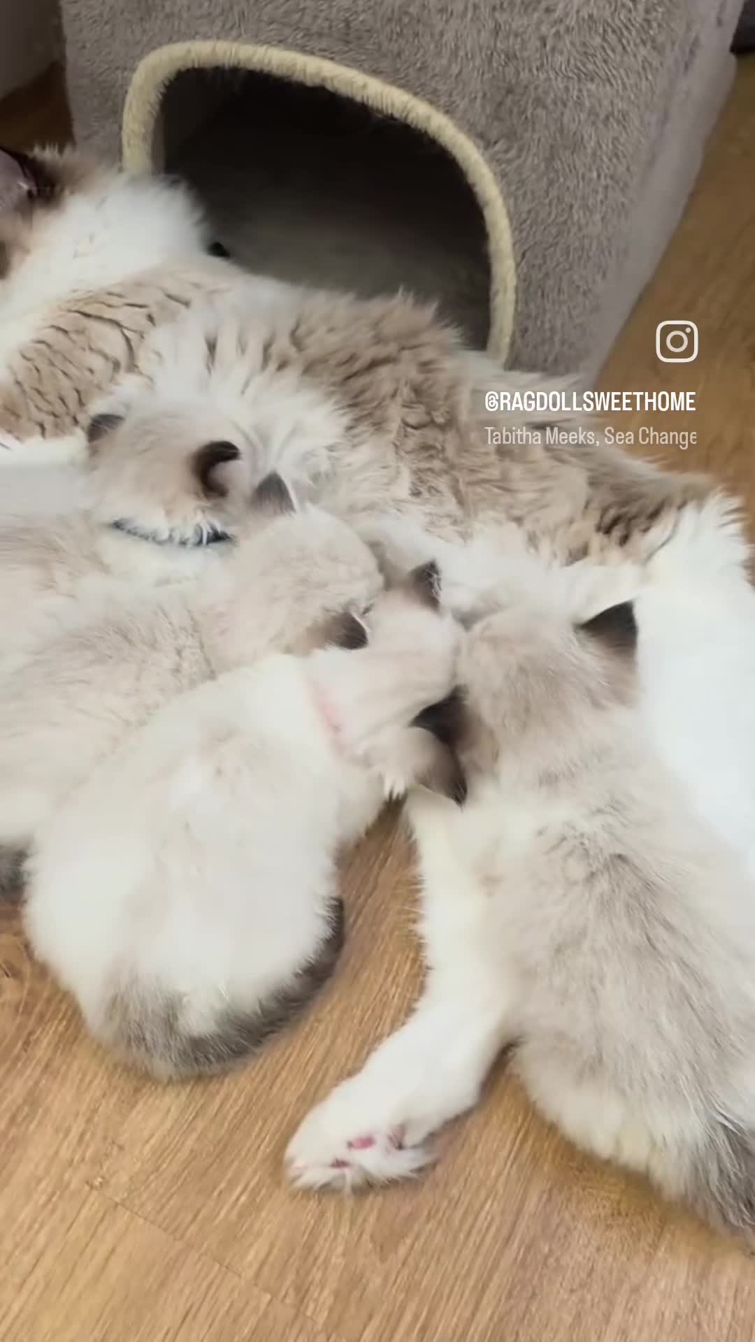 Ragdoll cats for sale: 💕GCCF registered ragdoll kittens💕 - Video 1