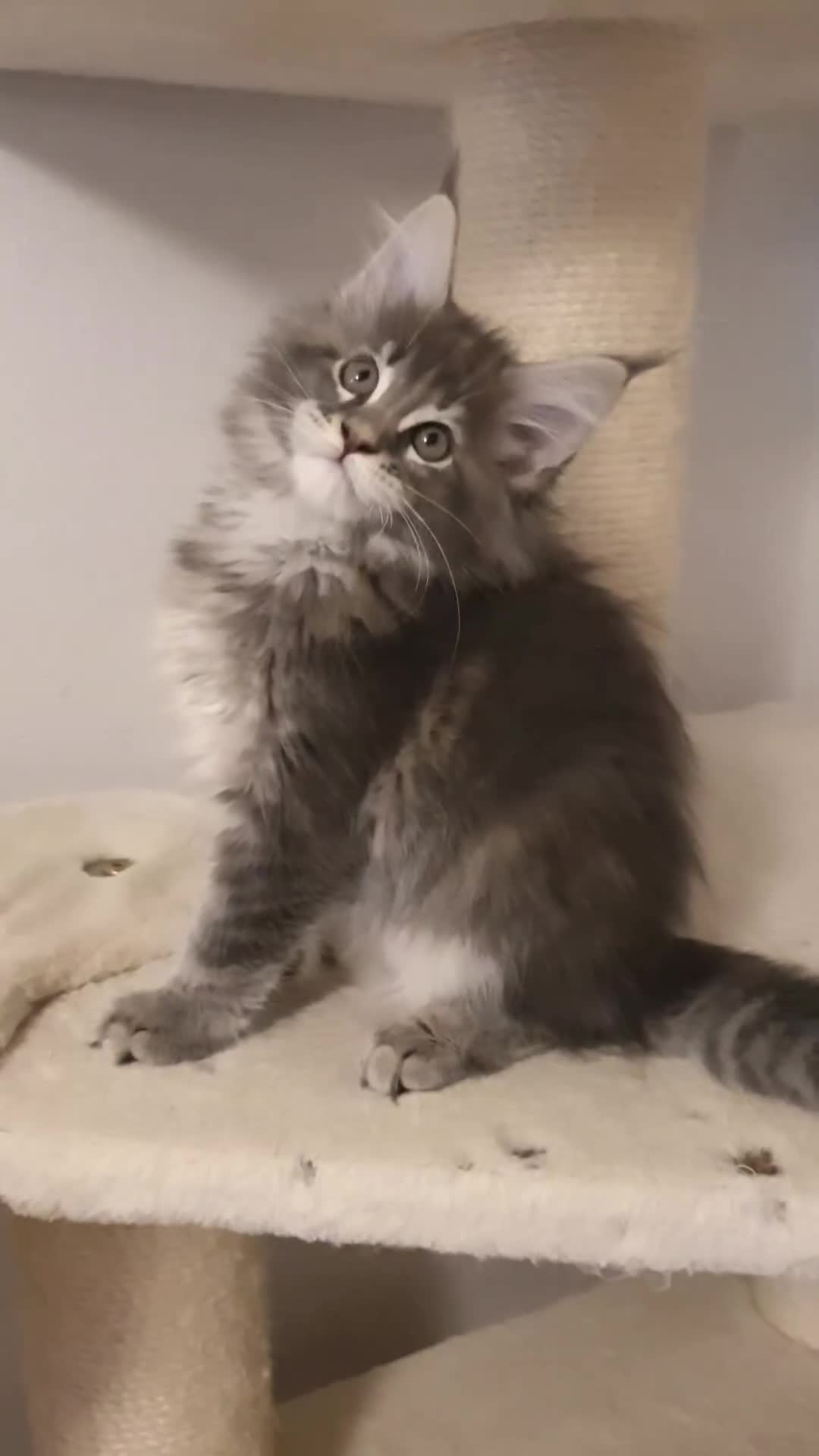 Maine Coon cats for sale: pure maine coon kittens - Video 3