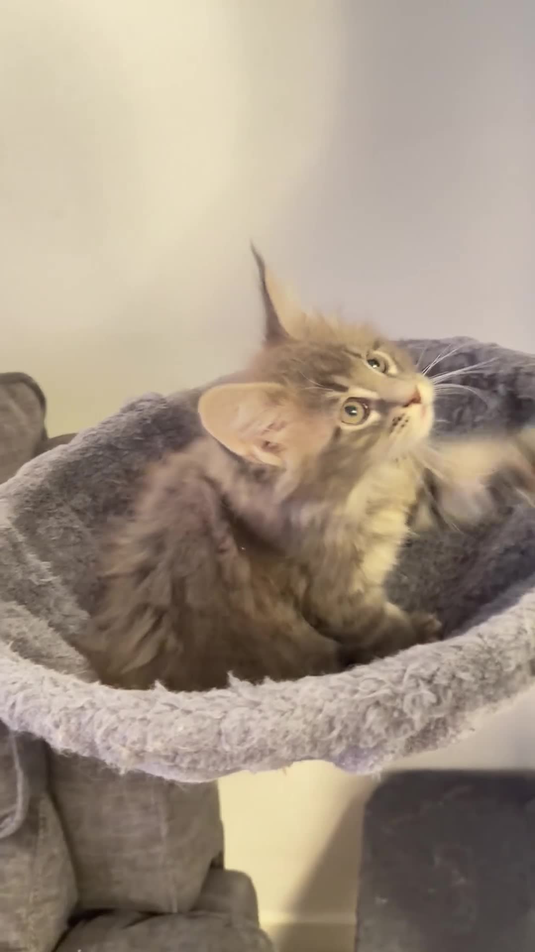 Maine Coon cats for sale: Ready to go on 13/8 XL Maine coons  - Video 2