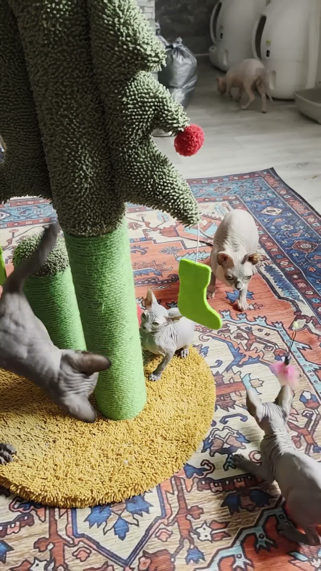 Sphynx cats for sale: Beautiful  Sphynx kitten for sale  - Video 3