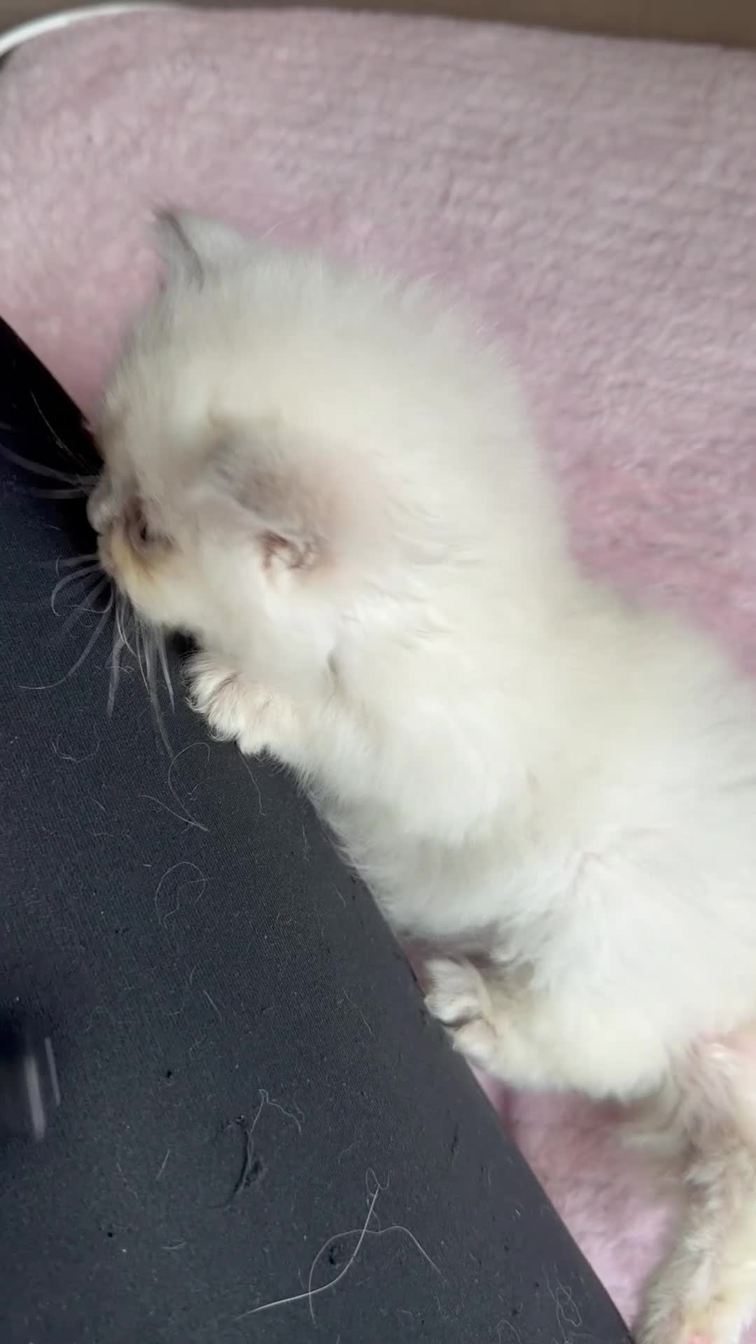 Ragdoll cats for sale: Full TICA Reg Ragdolls - Video 2