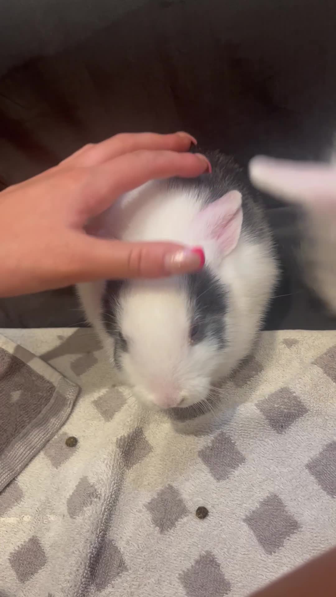 Mixed Breed rabbits for sale: Baby bunny called boo - Video 1