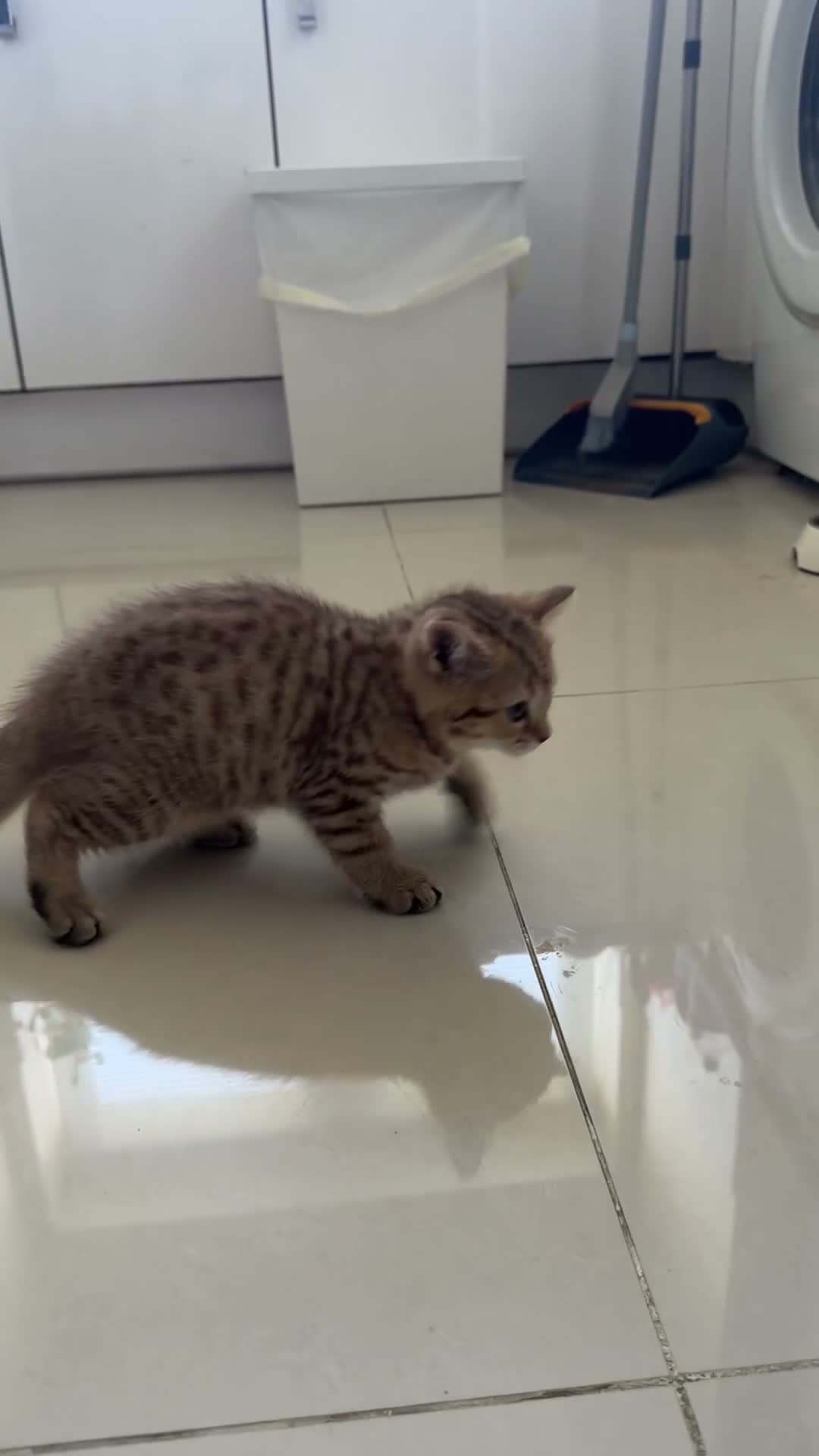 Scottish Fold cats for sale: Stunning Scottish straight ear girl is ready - Video 1