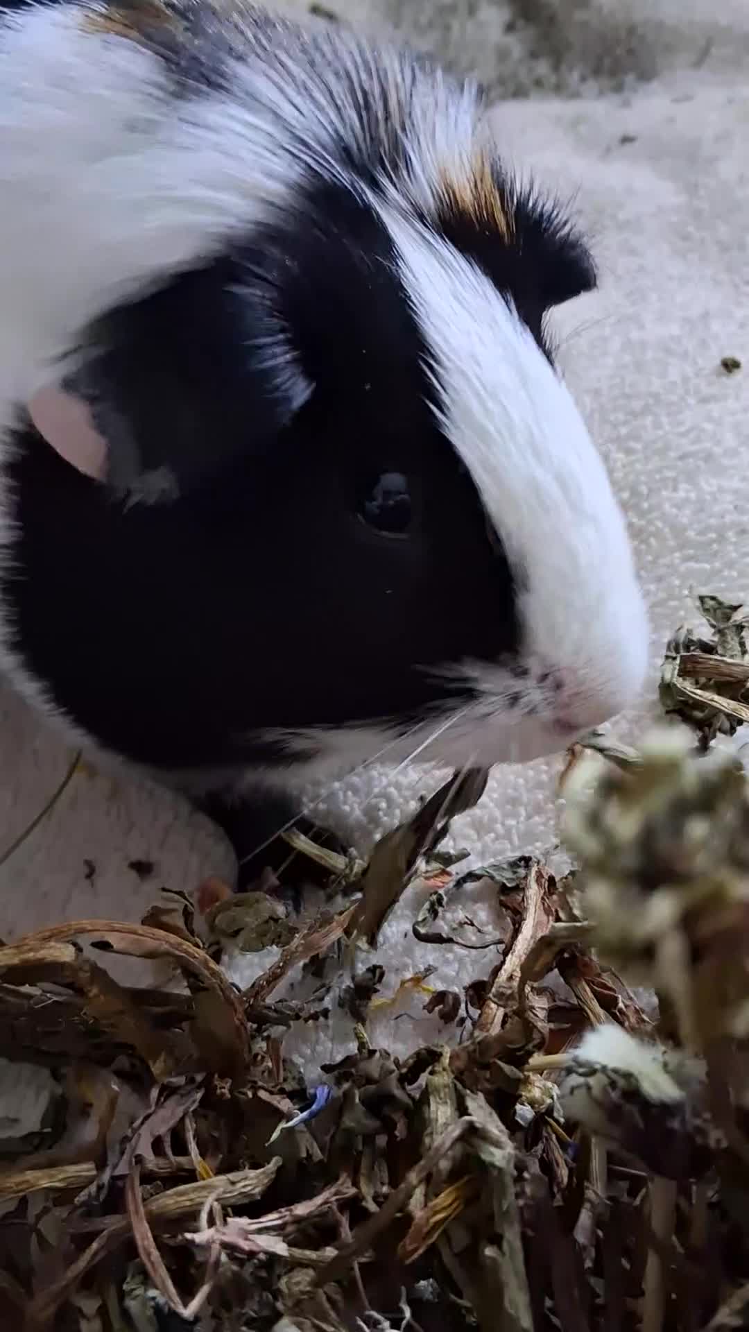Guinea Pig rodents for sale: 🐹 Two adorable guinea pigs  in Slough - Video 1