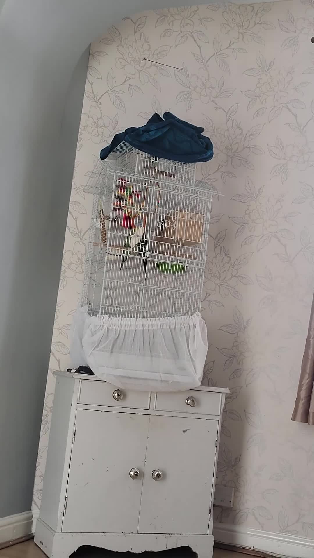 Budgerigars birds for sale: Budgies, cage, toys & food  - Video 1