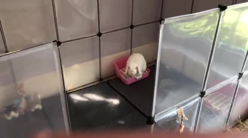 Mini Lop rabbits for sale: Beautiful house rabbit doe - albino mini lop  in Leominster - Video 1