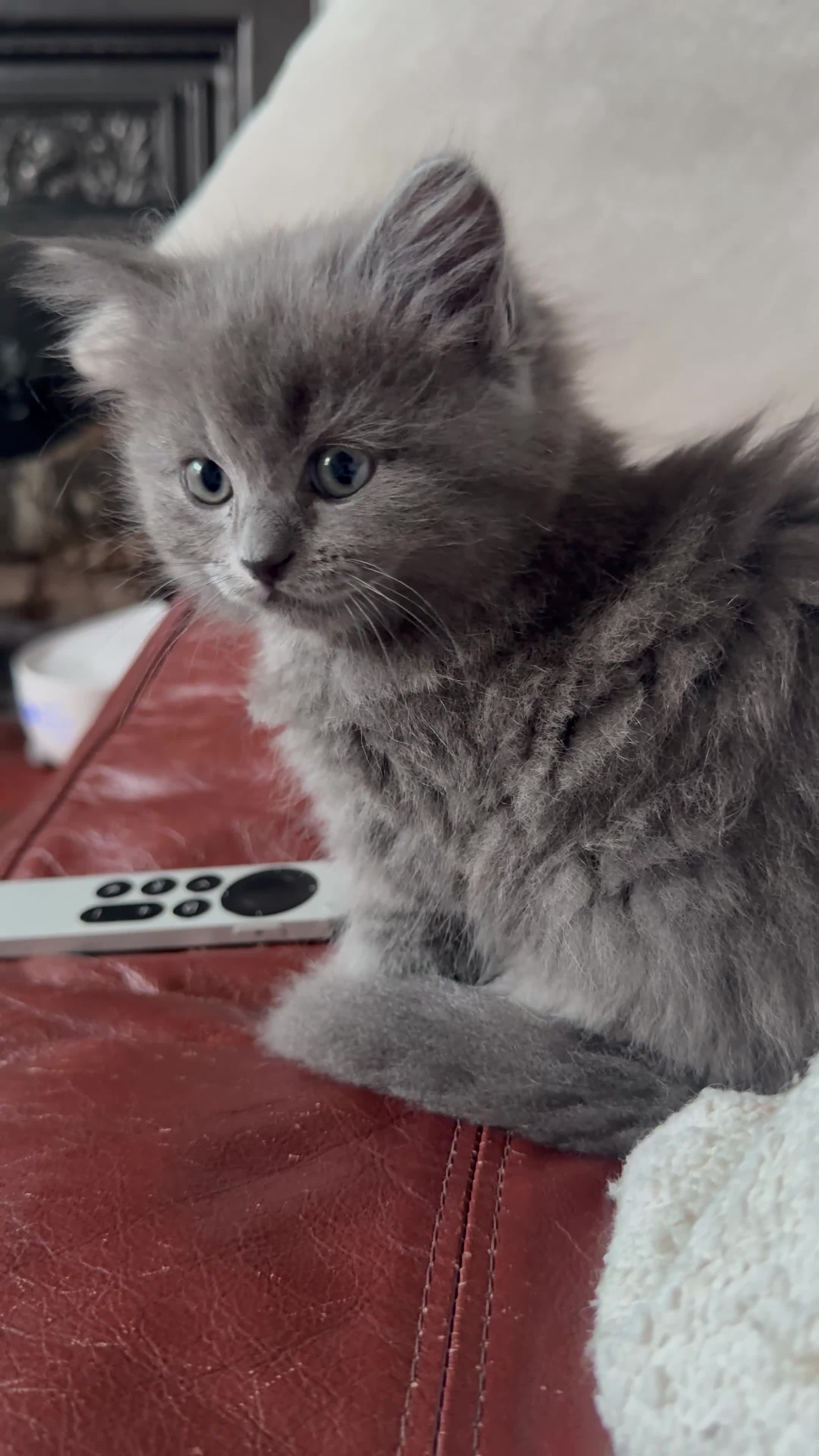RagaMuffin cats for sale: Beautiful Ragamuffin (Ragdoll x BSH) kittens - Video 3